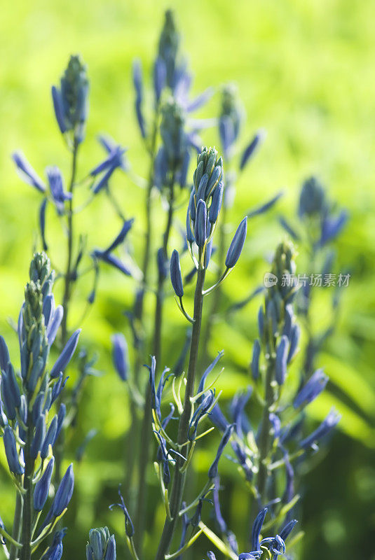 Camassia (Quamash)花- III